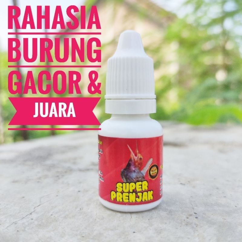 penggacor burung prenjak / vitamin prenjak gacor / doping herbal prenjak gacor / super prenjak