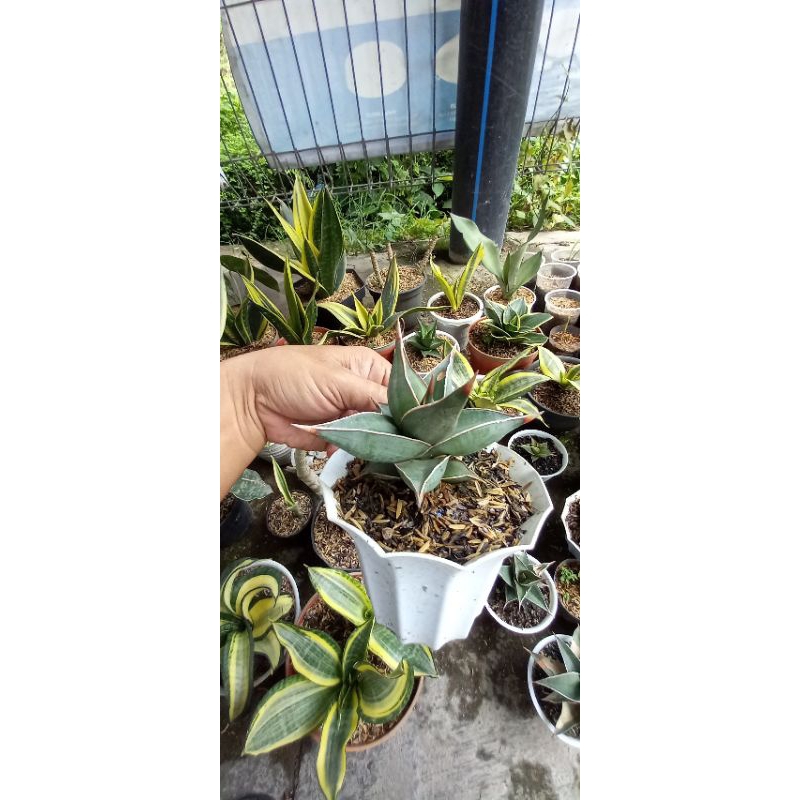 Sansevieria Pinguiculata Pinguin