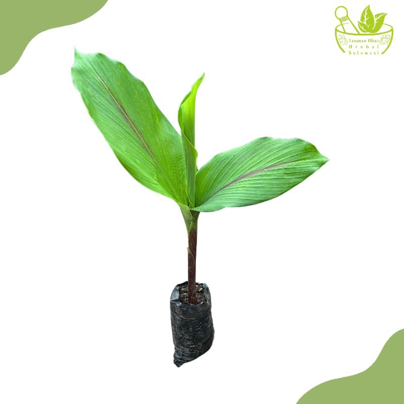 Tanaman Herbal Temu Ireng/Bibit Tanaman Temu Ireng