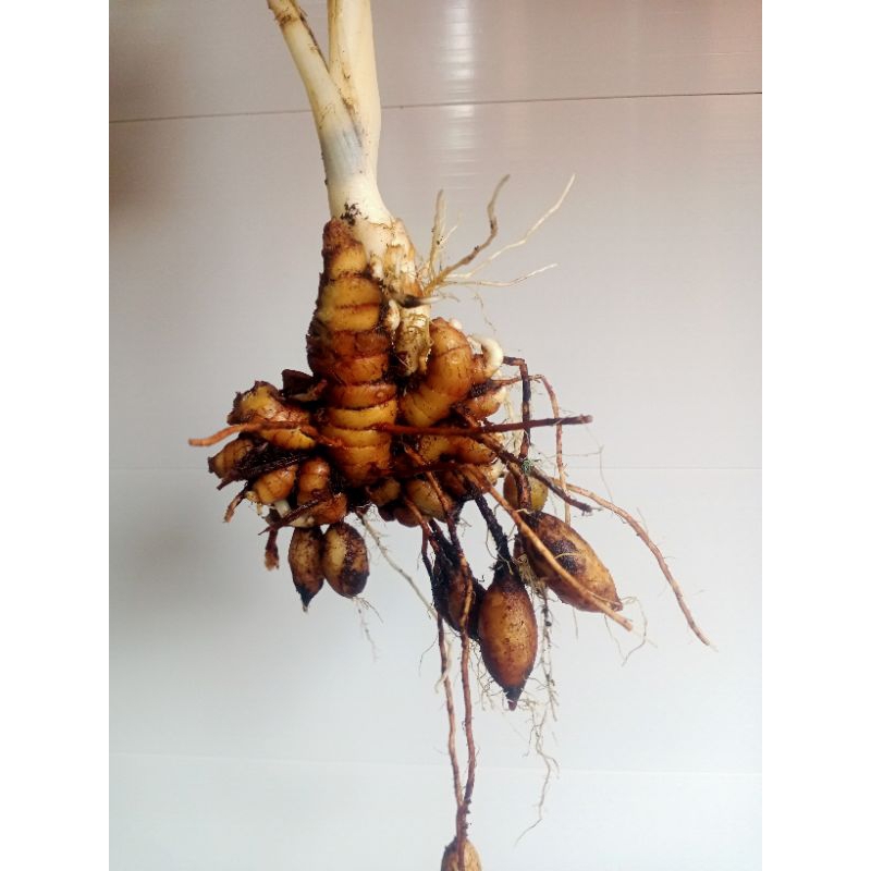 

kunyit putih segar termurah 500gr