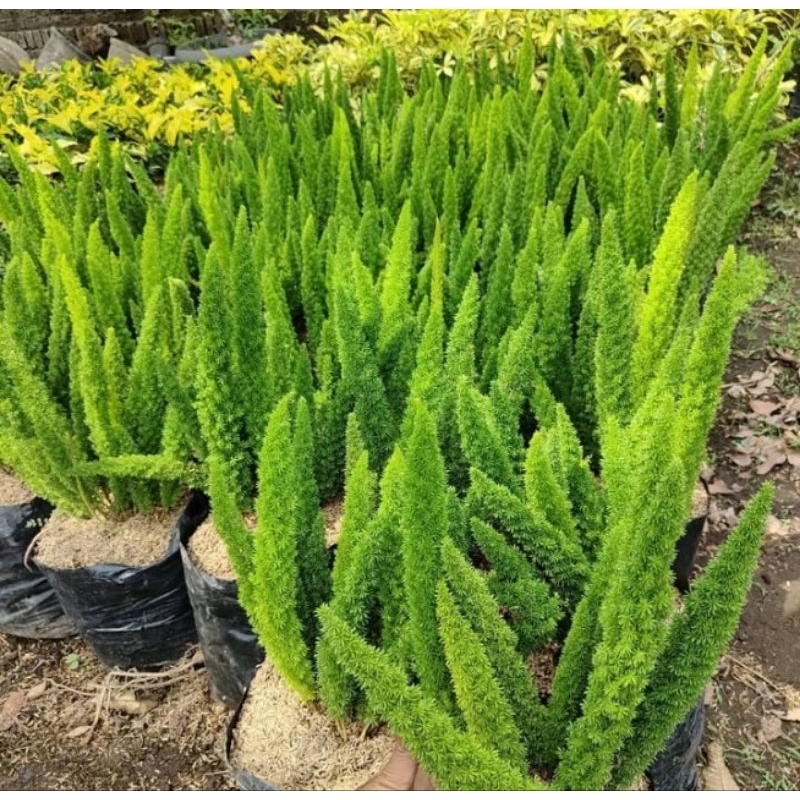 Cemara mini / cemara ekor tupai besar"