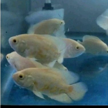

HIASAN AQUARIUM/ALBINO TIGER UKURAN 7-9 CM