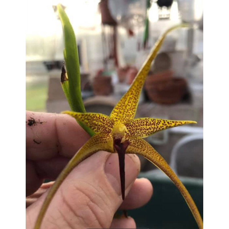 Anggrek Bulbophyllum Novaciae | Anggrek Bulbo | Bulbophyllum Dewasa