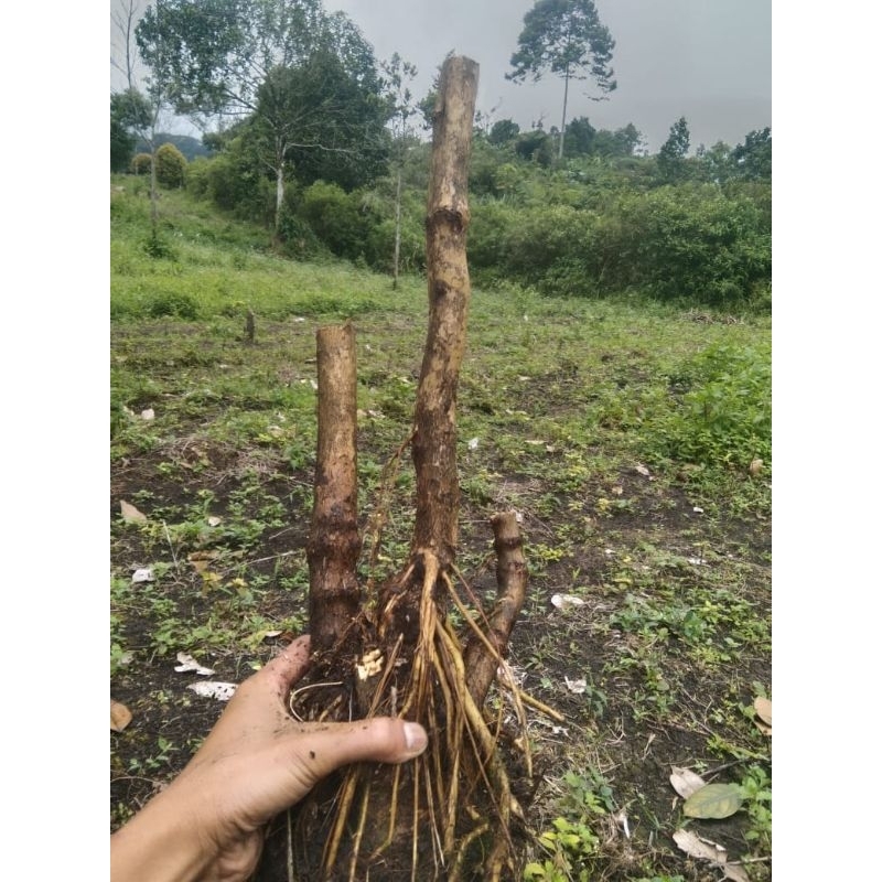 Bahan bonsai senggani