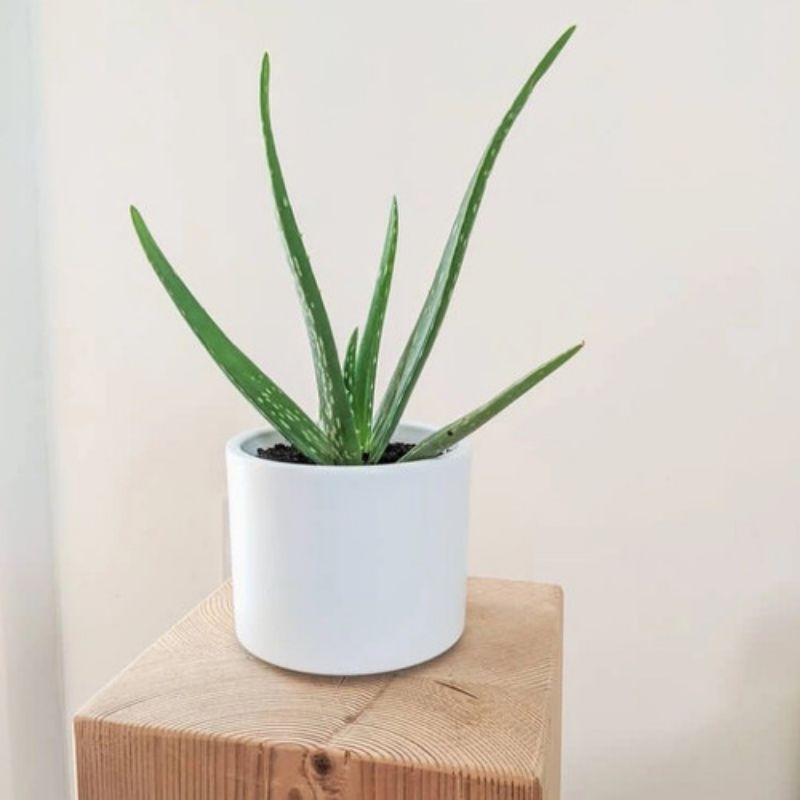 ALOEVERA, LIDAH BUAYA  ALOIVERA, TANAMAN HIAS, TANAMAN HERBAL, TANAMAN OBAT, TANAMAN HIAS MINI, TANA