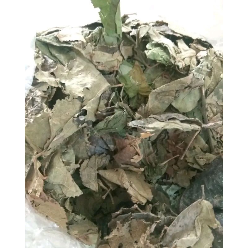 

[ 1 KG ] DAUN JATI BELANDA KERING / DAUN JATI LONDO - Original