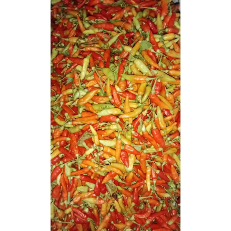

Cabai / Lombok ORI fresh setiap hari