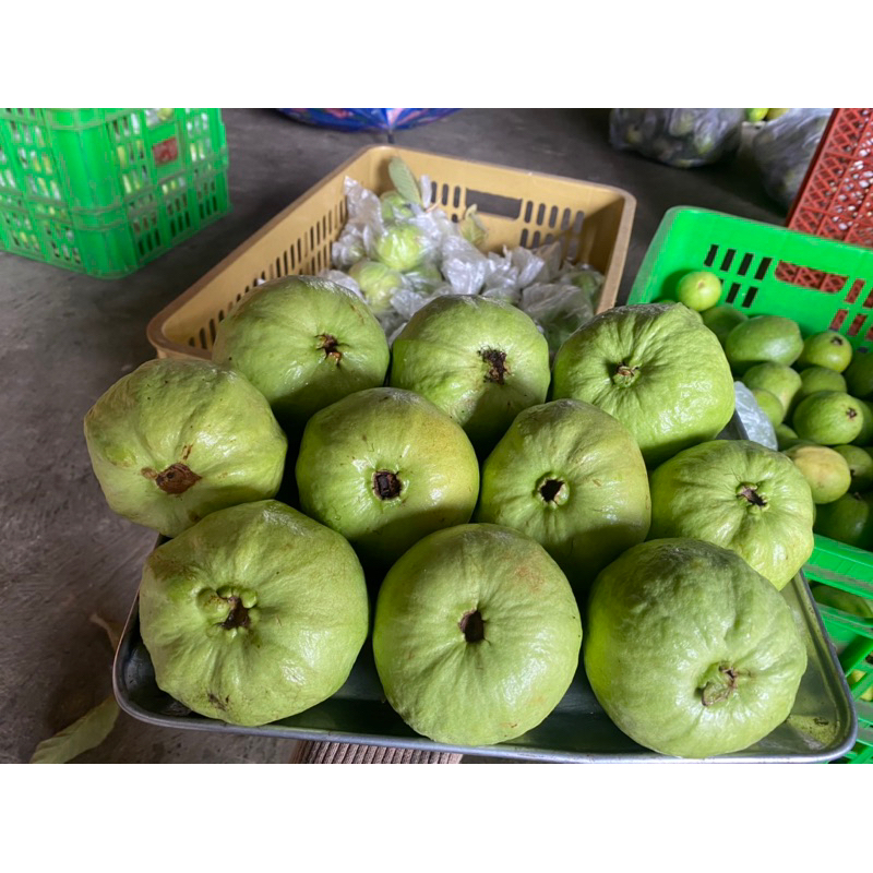 

jambu kristal /kg