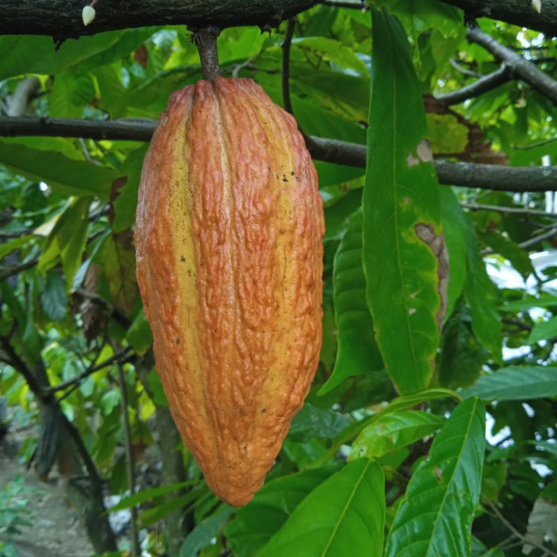 

Buah coklat/ Buah kakao segar
