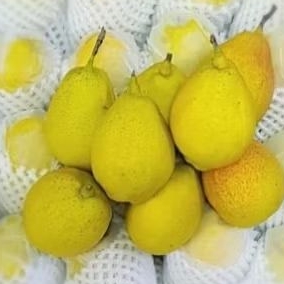 

PIR XIANG LIE +/- 1KG