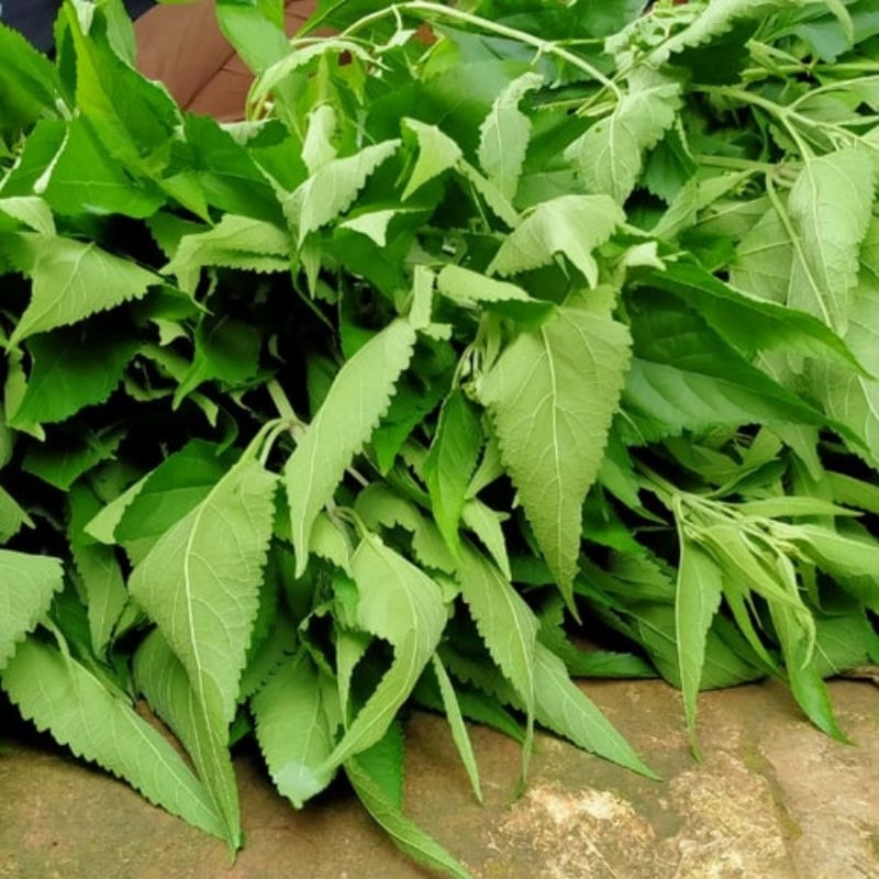 

DAUN KIRINYUH 1KG FRESH BUAT BEROBAT