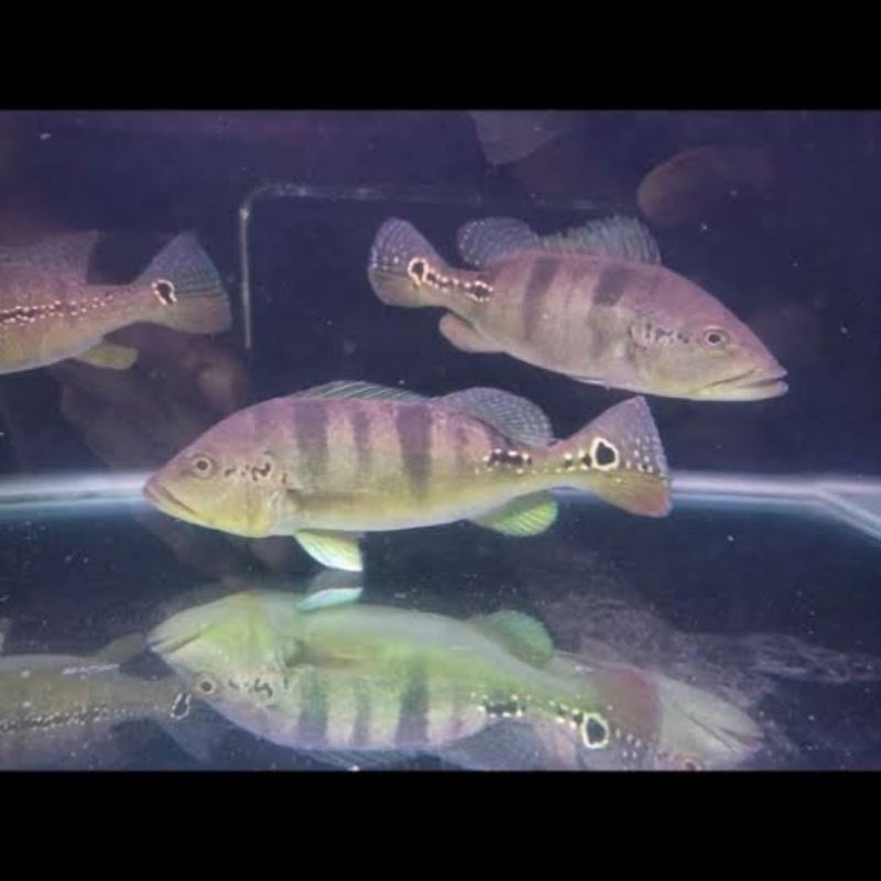 Pbass Azul Size Jumbo Making Good 10-11cm garansi