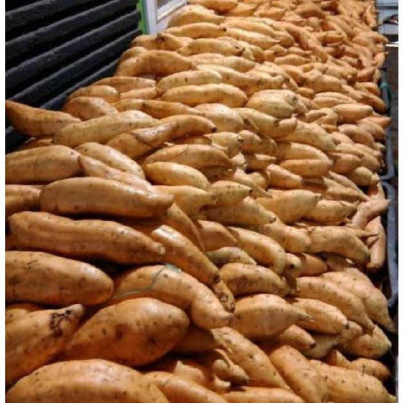 

ubi madu ubi mentah 1kg ubi cilembu manis legit promo