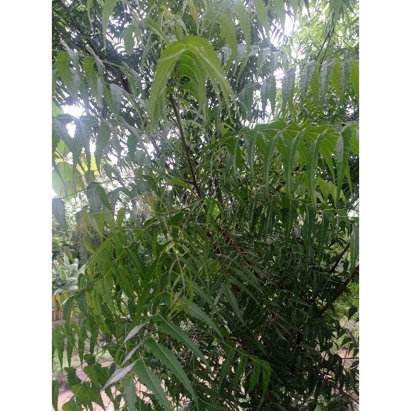 

HERBAL DAUN MIMBA SEGER 1KG