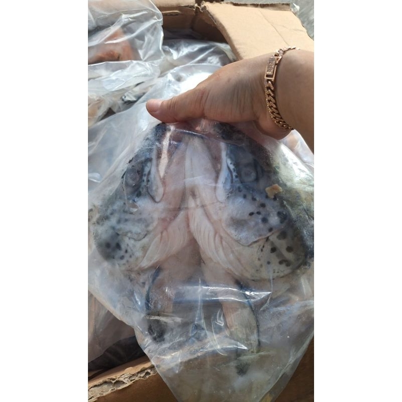 

kepala ikan salmon