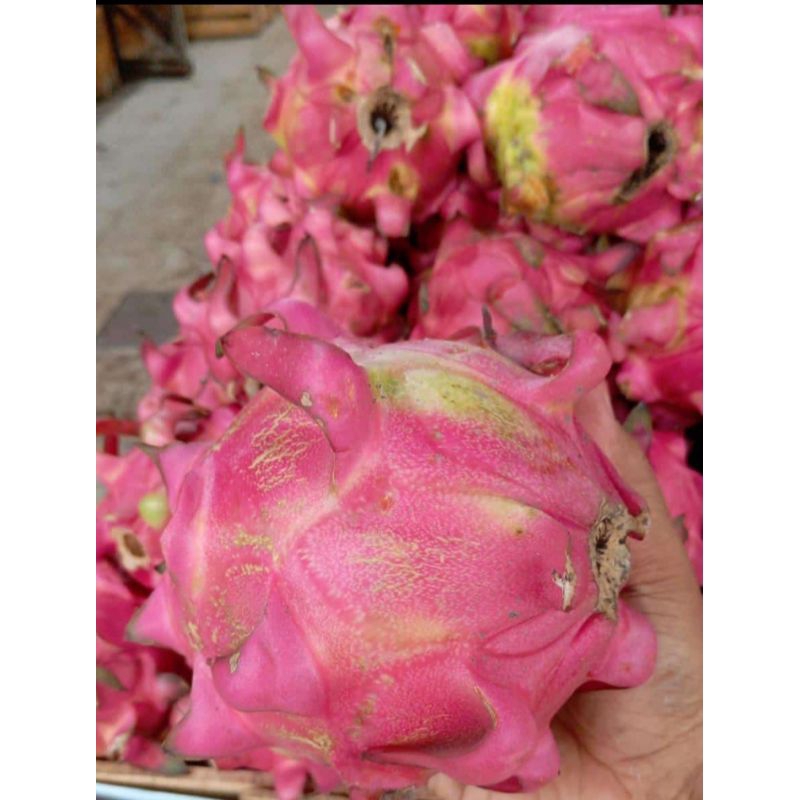 

Buah Naga