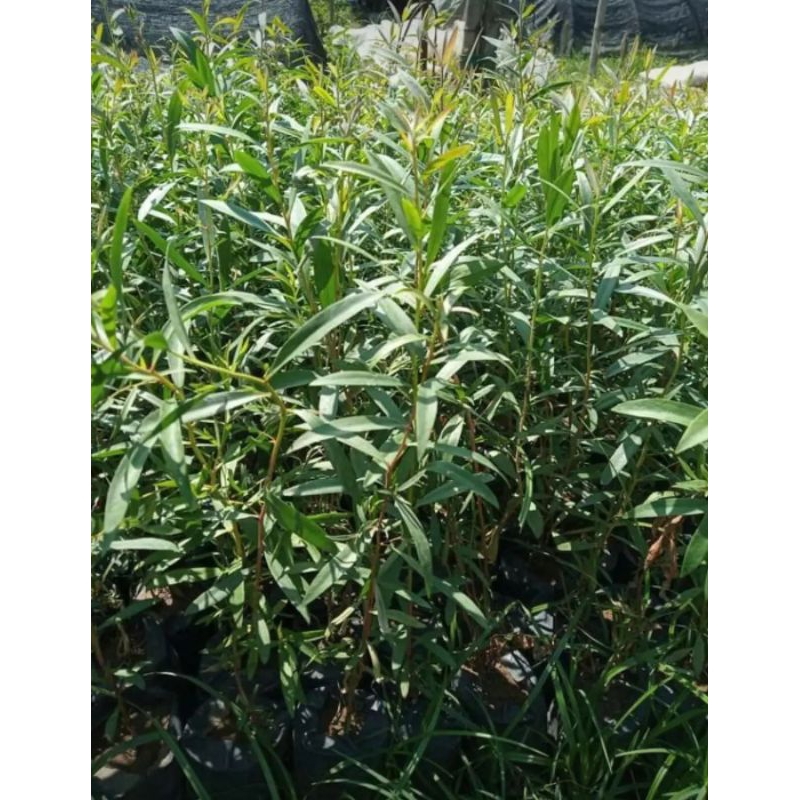 

Daun Kayu Putih Kering