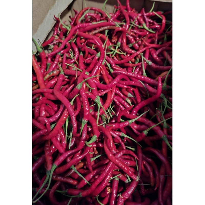 

Cabe Merah Keriting Premium