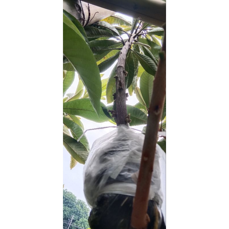 fc mamey sapote lorito