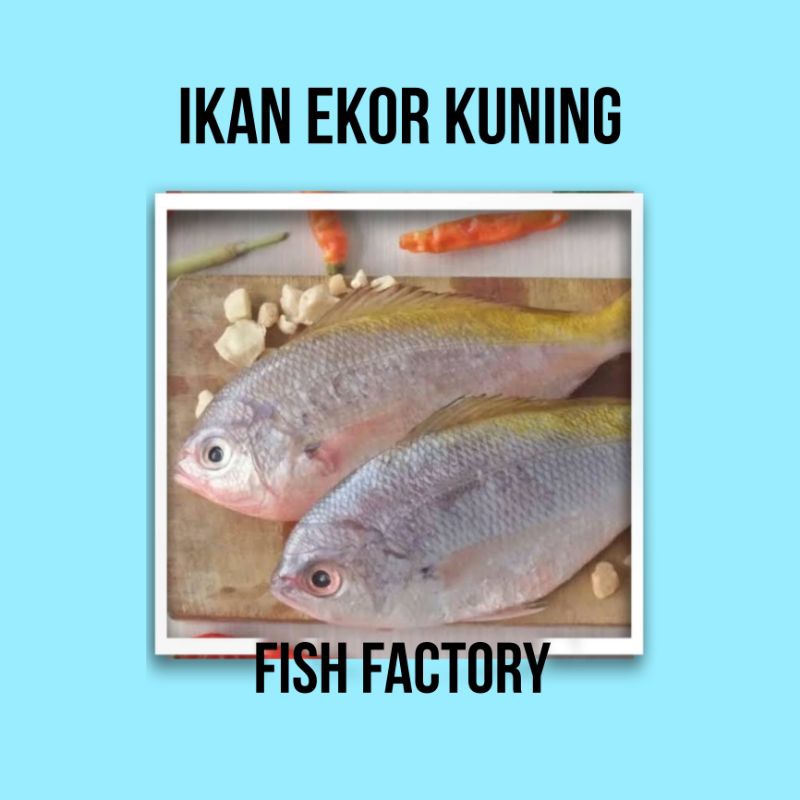 

IKAN LAUT / IKAN EKOR KUNING / IKAN SEGAR