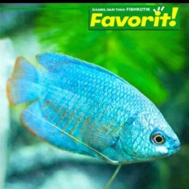 

HIASAN AQUARIUM - SEPAT NEON MALAYSIA UKURAN 3-4 CM