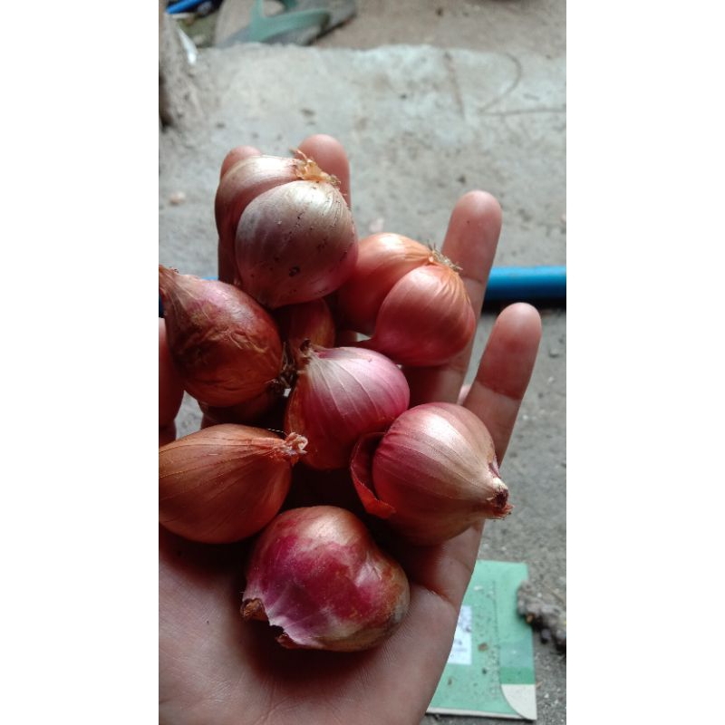 

Bawang merah super kering bersih 1 kg