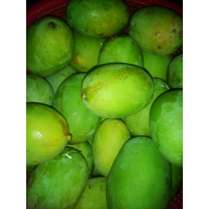 

mangga kueni