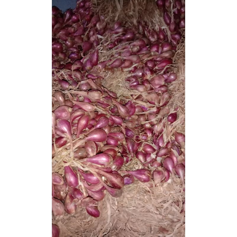 

Bawang Merah Asli Brebes