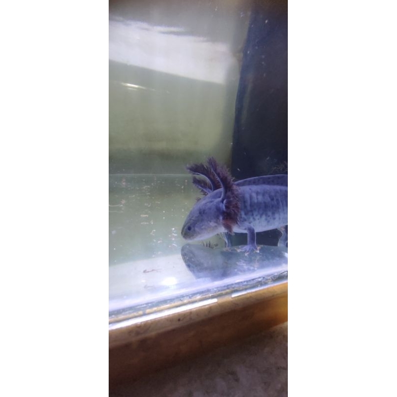mainan/ikan/axolotl/salamander melanoid size 18-19cm