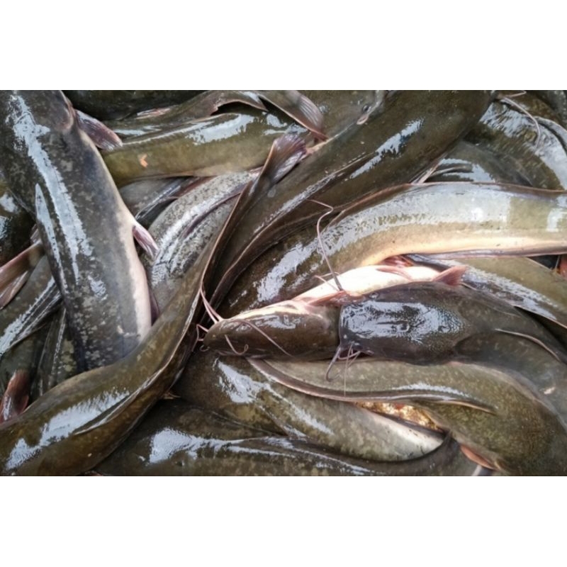 

Ikan Lele segar 1kg