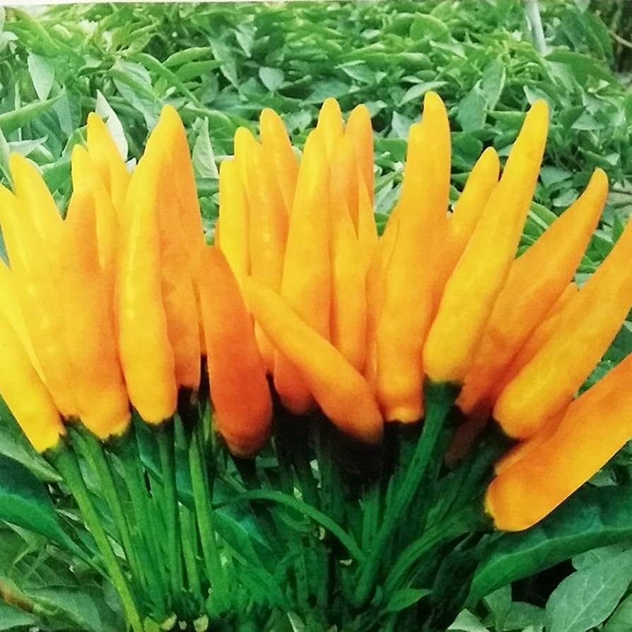 Bibit Benih Cabe Cluster Kuning (5 Butir)