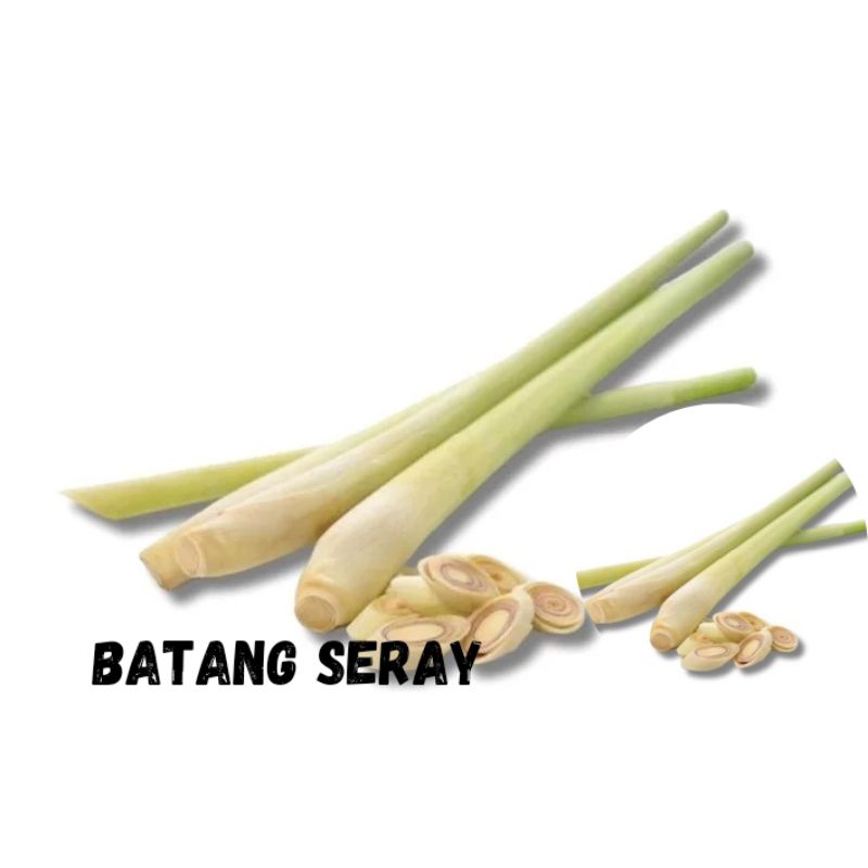 

Batang seray seger isi 10