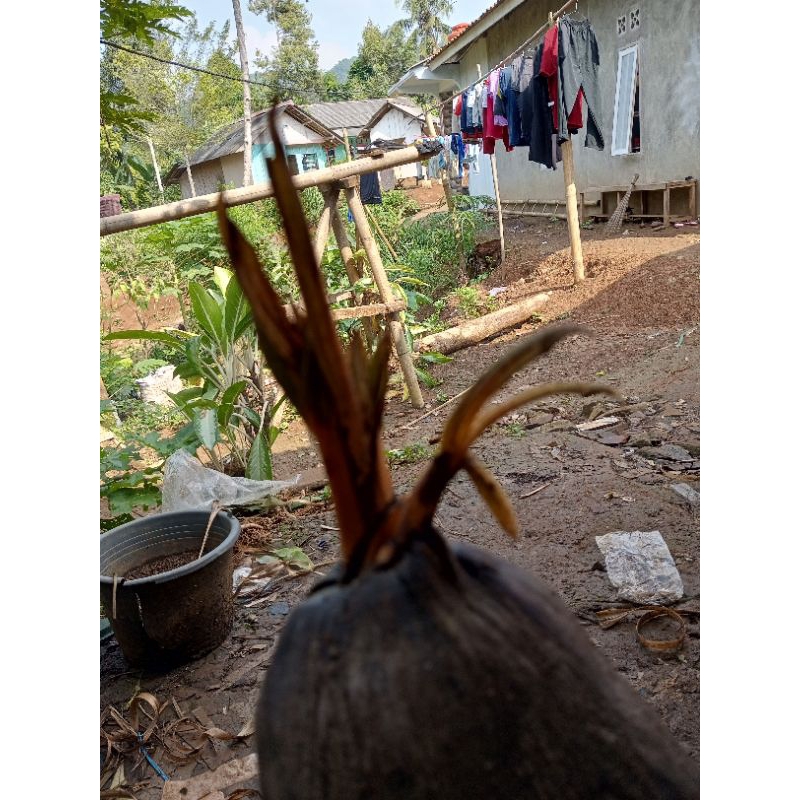 Bahan bonsai kelapa orange dua tunas atau dua cabang orange