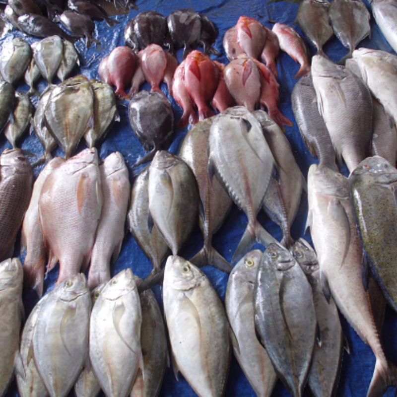 

King fish, Ikan tenggiri, Ikan Jumbo, Ikan kurisi, Ikan selar, Ikan gembung, Ikan sarden, Ikan serai, Ikan salam, cangkalang, Tongkol, Ikan cucut, Ikan layur