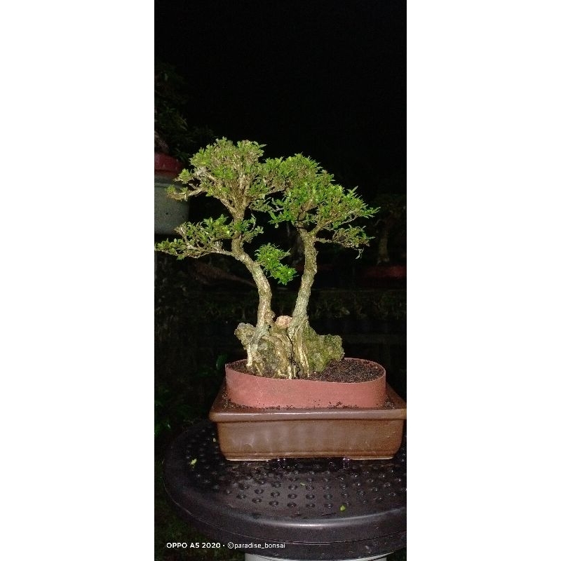 seribu bintang mikro