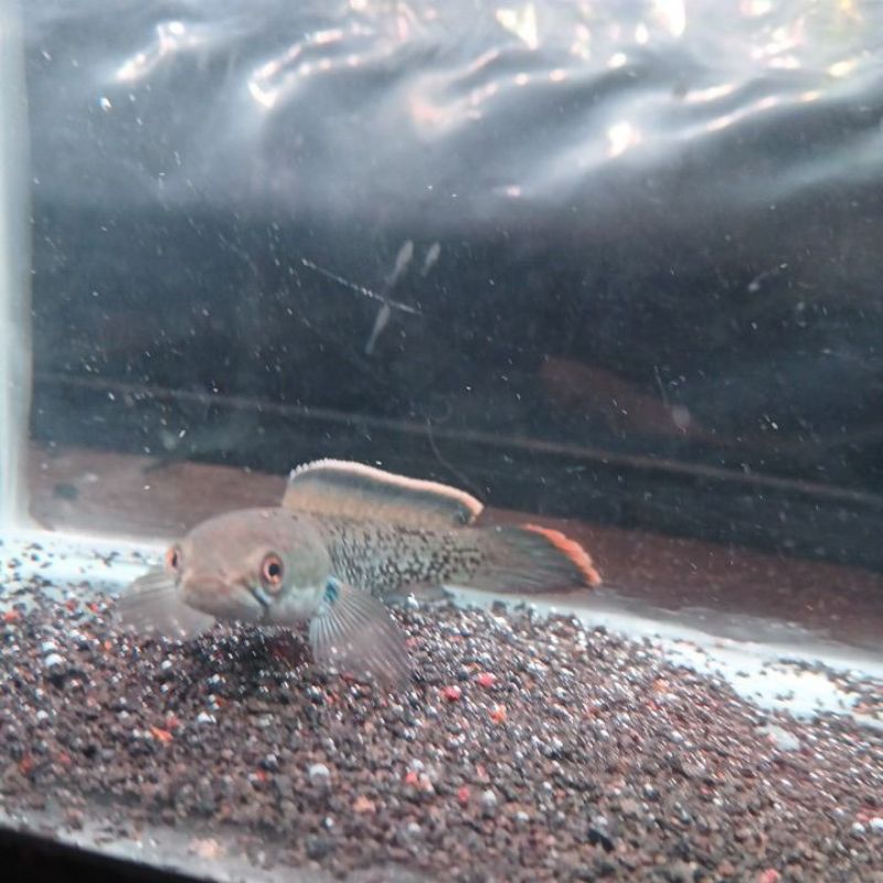 stewarti Karbialong 10-12cm