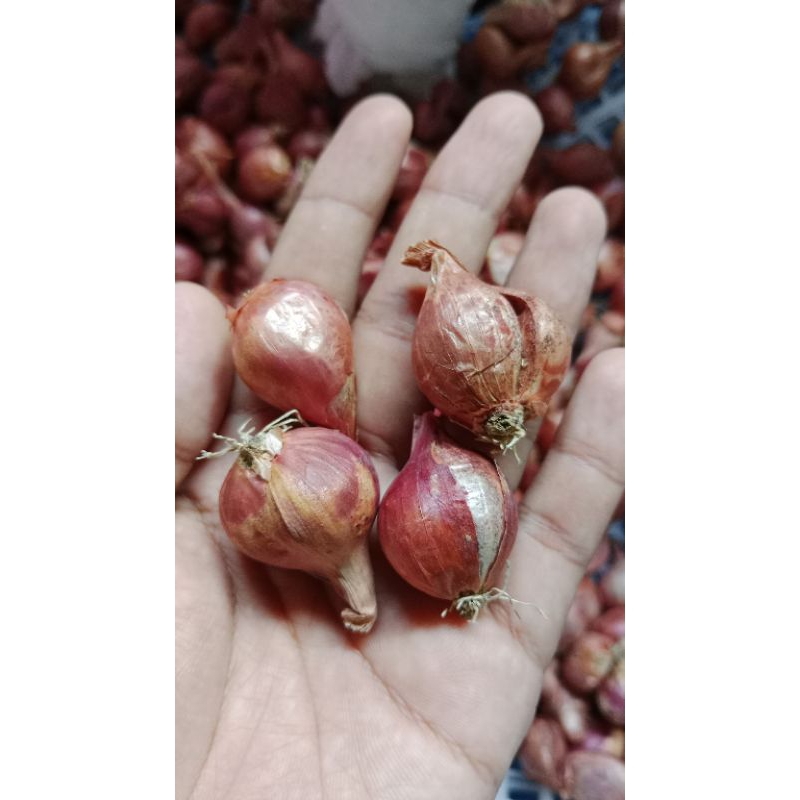 

BAWANG MERAH CAMPUR. (TANGGUNG SEDANG) 1KG ASLI KERING