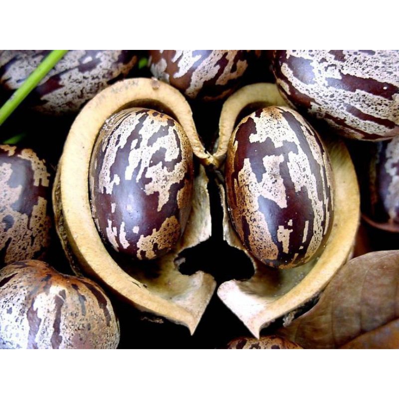 biji karet segar dan berkualitas aduan