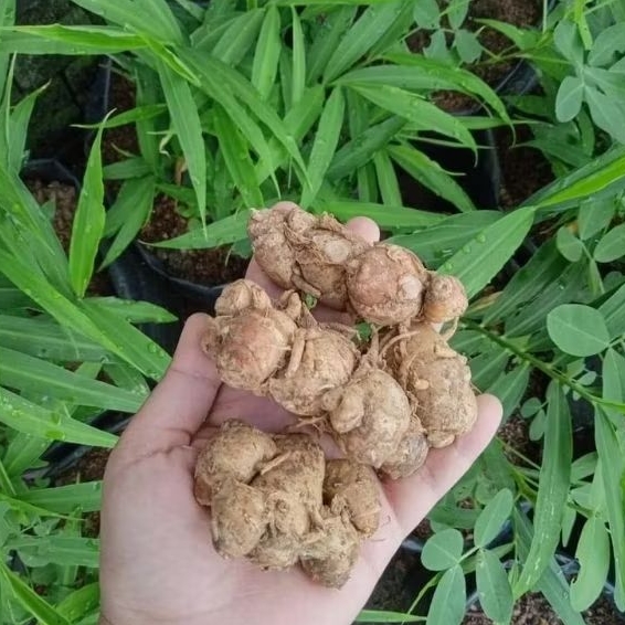 

100 Gram Kencur Segar Kencur Fresh Siap Pakai