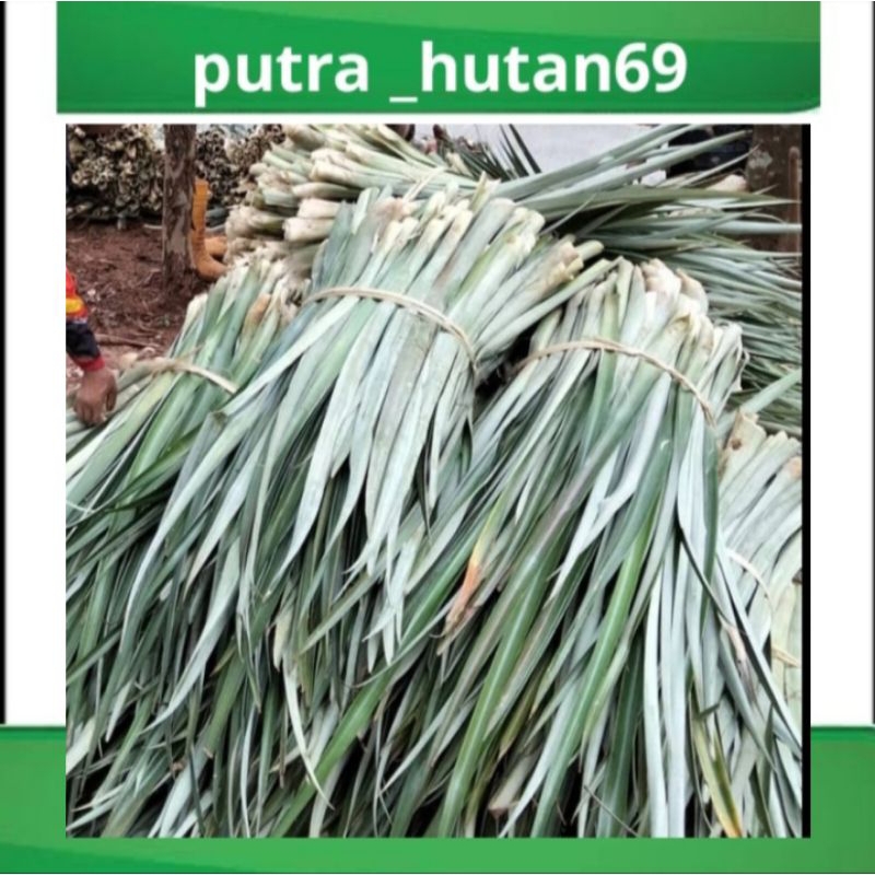 

DAUN NANAS SEGAR- PERPAKET ISI 50 LEMBAR BARU DIAMBIL