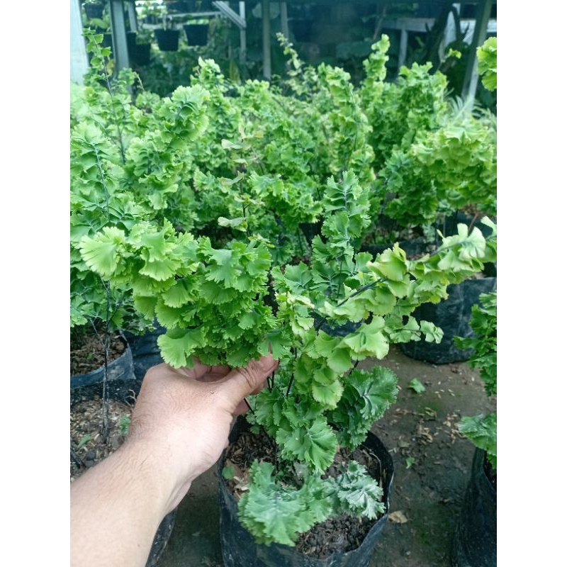 Tanaman Hias Suplir Tusuk Sate Tanaman Suplir Tusuk Sate