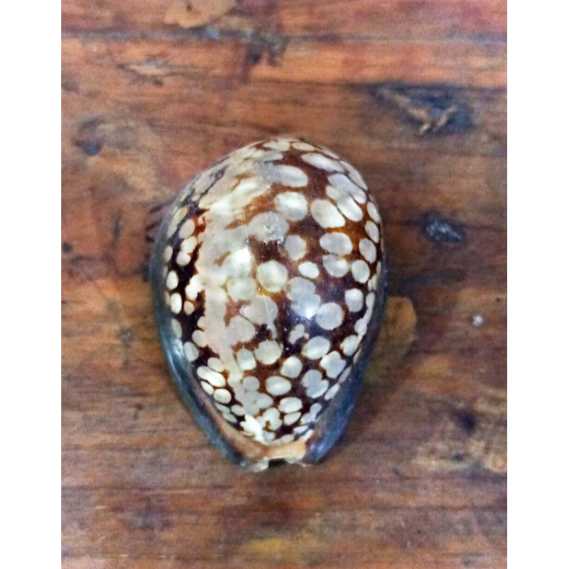 CANGKANG KERANG LAUT CYPRAEA MAURITIANA/ KUWUK KATAK 100% ASLI HASIL LAUT INDONESIA