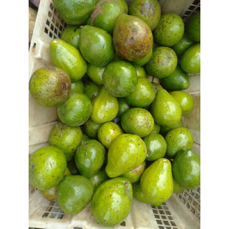 

Buah Apokat Avocado Pokat