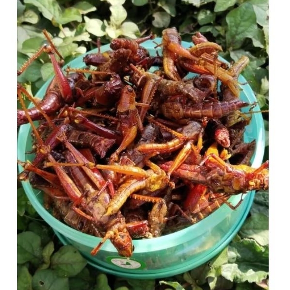 

[BISA COD] WALANG/BELALANG GORENG BESAR