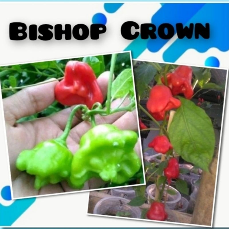 3 Benih Cabe Hias Bishop Crown Tanaman Cabai Hias Unik