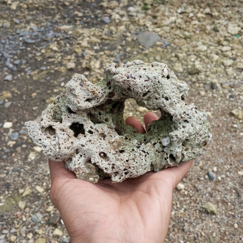 liverock batu karang dead rock asli laut lubang goa