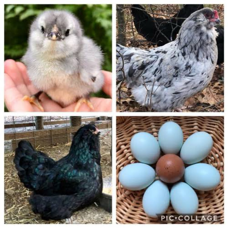 

TELUR FERTIL AYAM AMERAUCANA INDUKAN IMPORT UNTUK DI TETASKAN