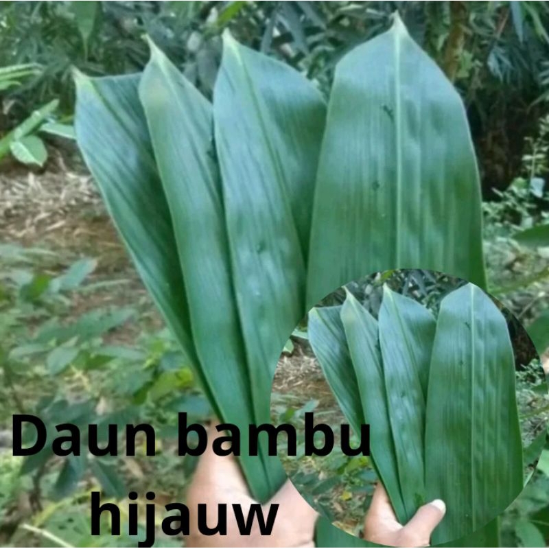 

daun bambu hijau isi 100
