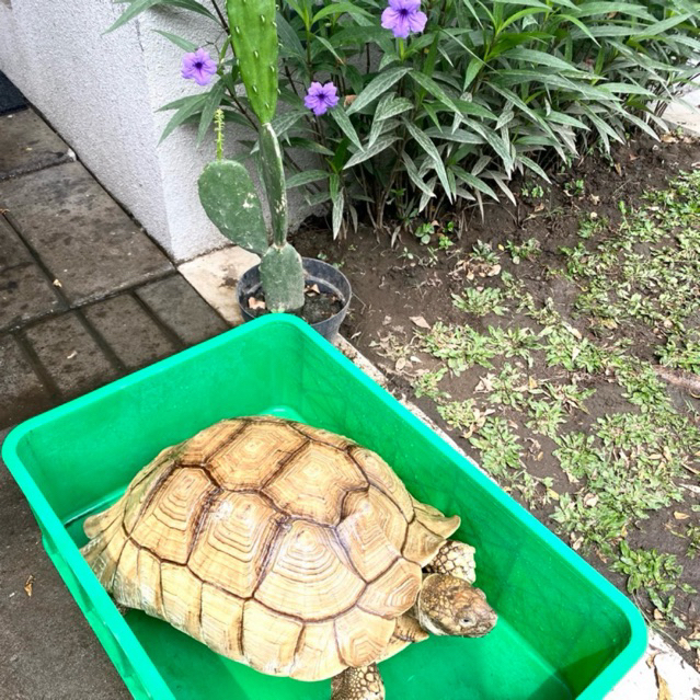 SULCATA BETINA JUMBO 44 CM+ CALON INDUKAN