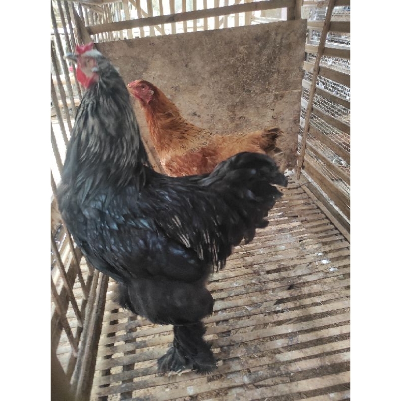 

Telur ayam brahma tetas.
